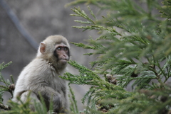 Macaca fuscata