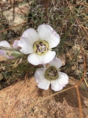 Calochortus ambiguus