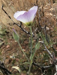 Calochortus ambiguus