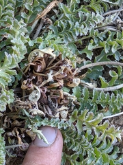 Pedicularis semibarbata