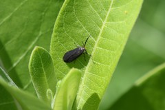 Dichomeris nonstrigella