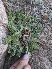Pedicularis semibarbata