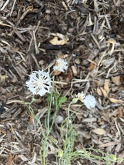 Marshallia caespitosa