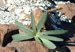 Gethyllis roggeveldensis