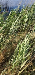 Poaceae
