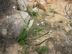 Trachyandra muricata