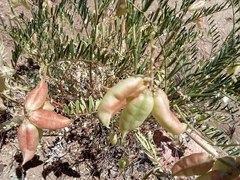 Astragalus douglasii perstrictus