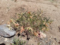 Astragalus douglasii perstrictus