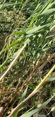 Poaceae
