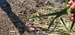Poaceae