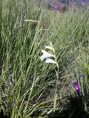 Gladiolus palustris
