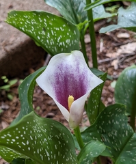 Zantedeschia albomaculata