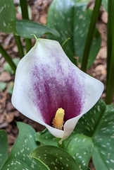 Zantedeschia albomaculata