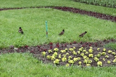 Acridotheres tristis