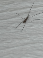 Gnophomyia tristissima
