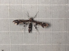 Geina tenuidactylus