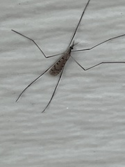Gnophomyia tristissima