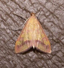 Pyrausta scurralis