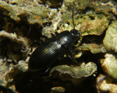 Centronopus calcaratus