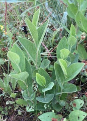 Aristolochia reticulata