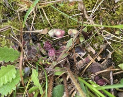 Aristolochia reticulata
