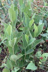 Aristolochia reticulata