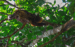 Choloepus didactylus