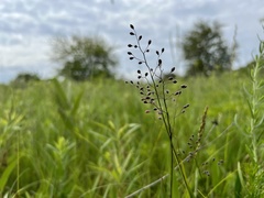 Dichanthelium leibergii