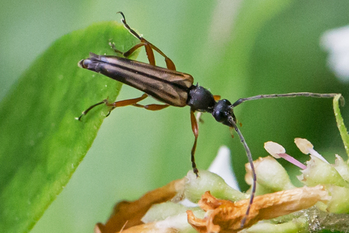 Lined Longhorn Beetle photo 6
