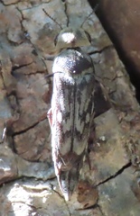 Yakuhananomia bidentata