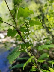 Ribes hudsonianum petiolare