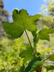 Ribes hudsonianum petiolare