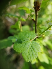 Ribes hudsonianum petiolare