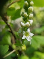 Ribes hudsonianum petiolare