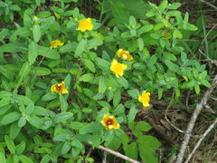 Hypericum frondosum