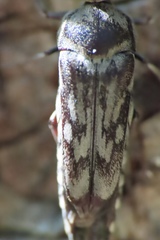 Yakuhananomia bidentata