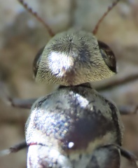 Yakuhananomia bidentata