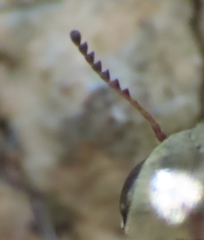 Yakuhananomia bidentata