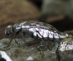 Yakuhananomia bidentata