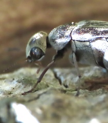 Yakuhananomia bidentata