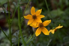 Bidens ballsii