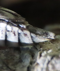 Yakuhananomia bidentata