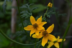 Bidens ballsii