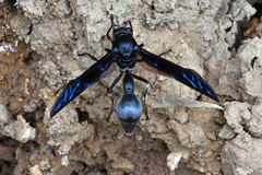 Brachymenes wagnerianus