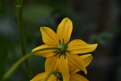 Bidens ballsii