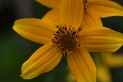 Bidens ballsii