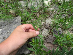 Dichanthelium malacophyllum