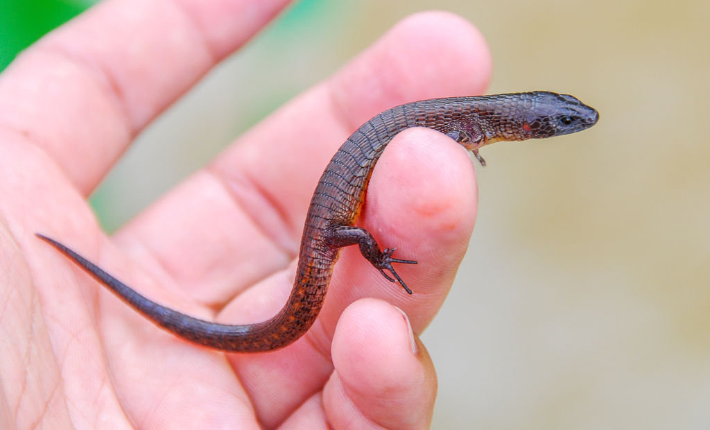 Boulenger's Largescale Lizard