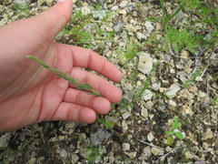 Evolvulus nuttallianus