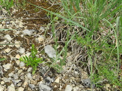 Evolvulus nuttallianus